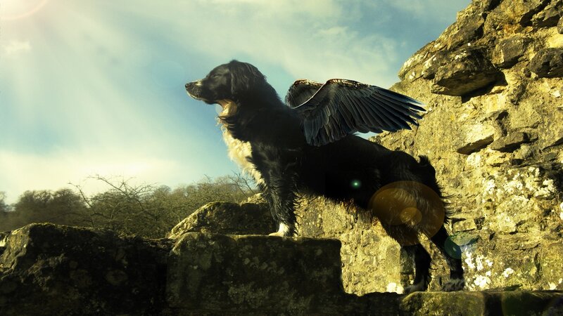 dog with angel wings on ruins