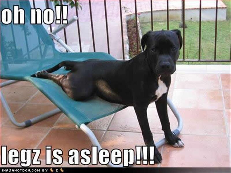 dog with asleep leg