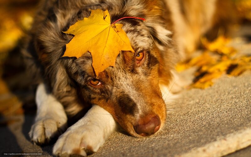 dog with autumn leaf