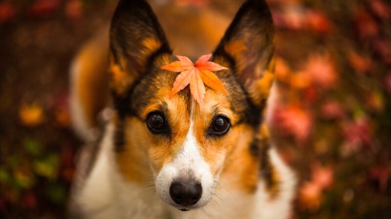 dog with autumn leaf
