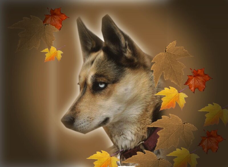 Dog with Autumn Leaves — Brown