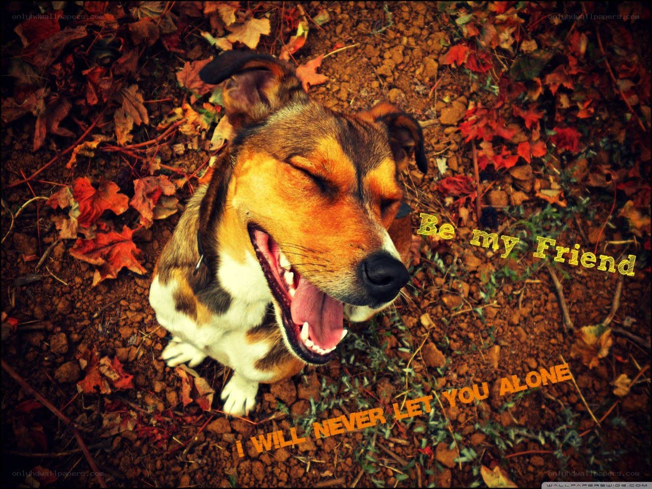 dog with autumn leaves