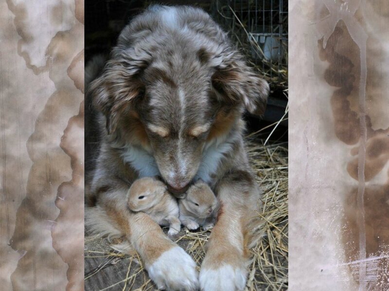 Dog with Baby Rabbits
