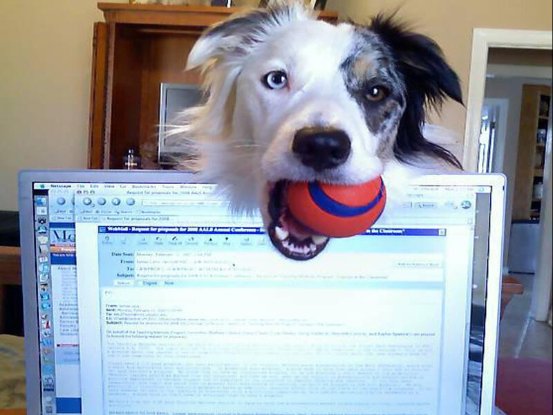 Dog with Ball in Mouth