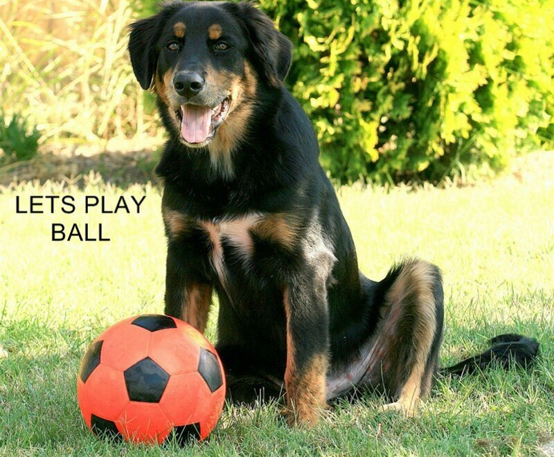 dog with ball on grass