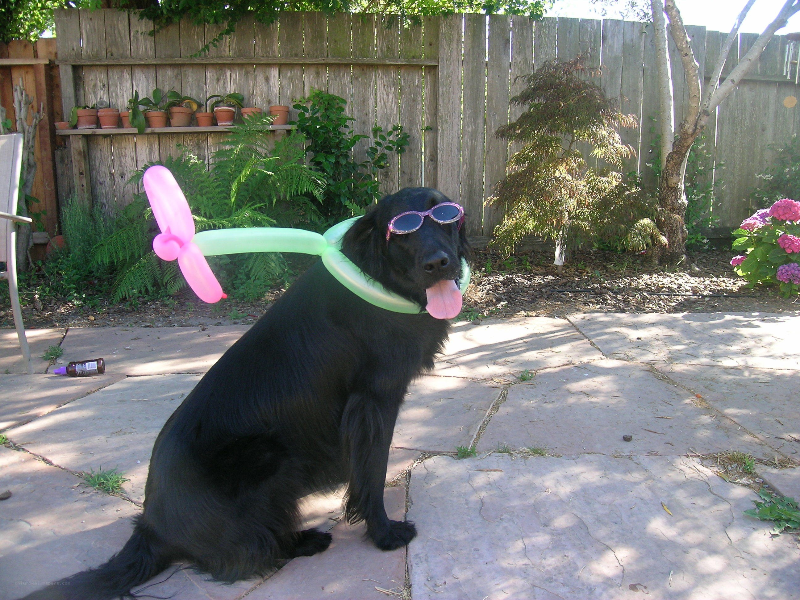 dog with balloon glasses