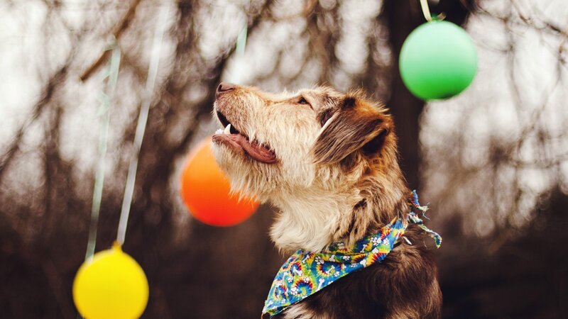 Dog with Bandana — Brown