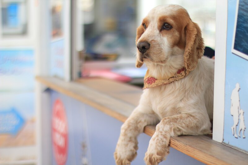 dog with bandana on counter