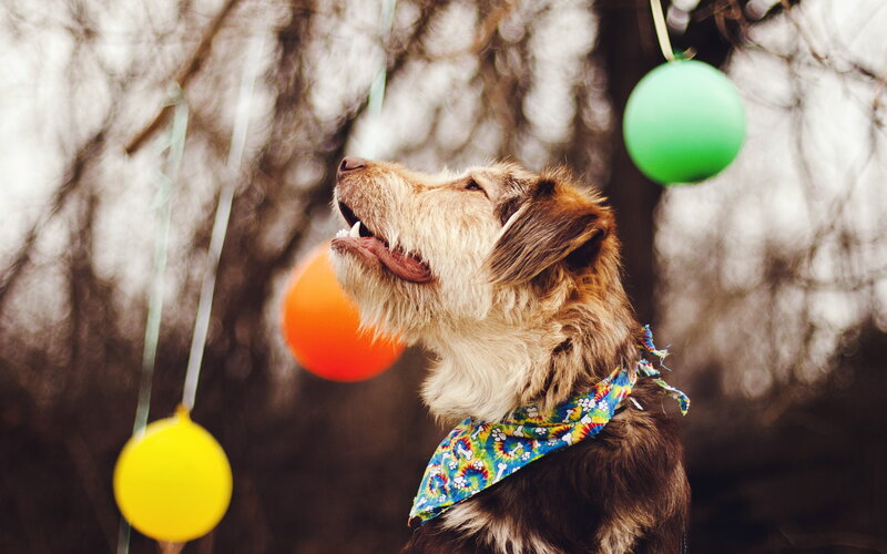 Dog with Bandana