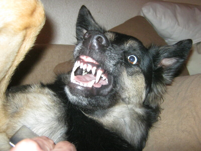 Dog with Bared Teeth