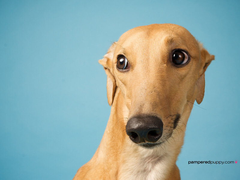 dog with big eyes