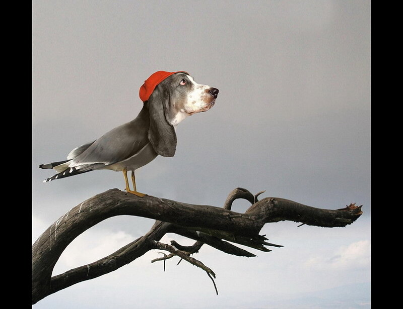 dog with bird body on branch