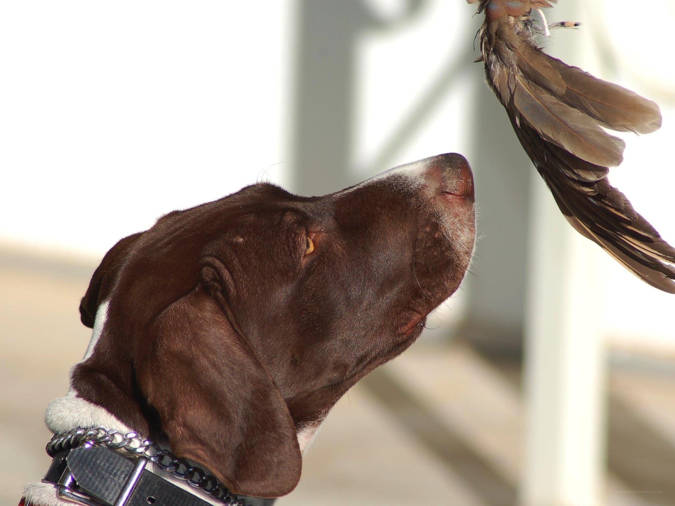 dog with bird in air