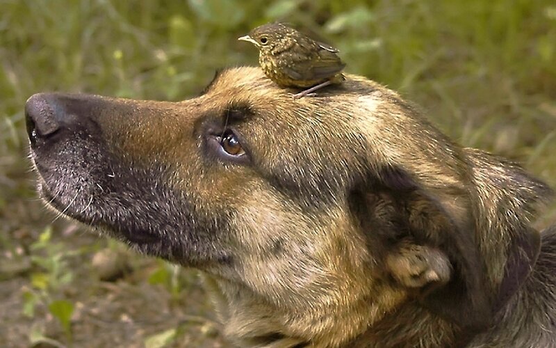Dog with Bird on Head