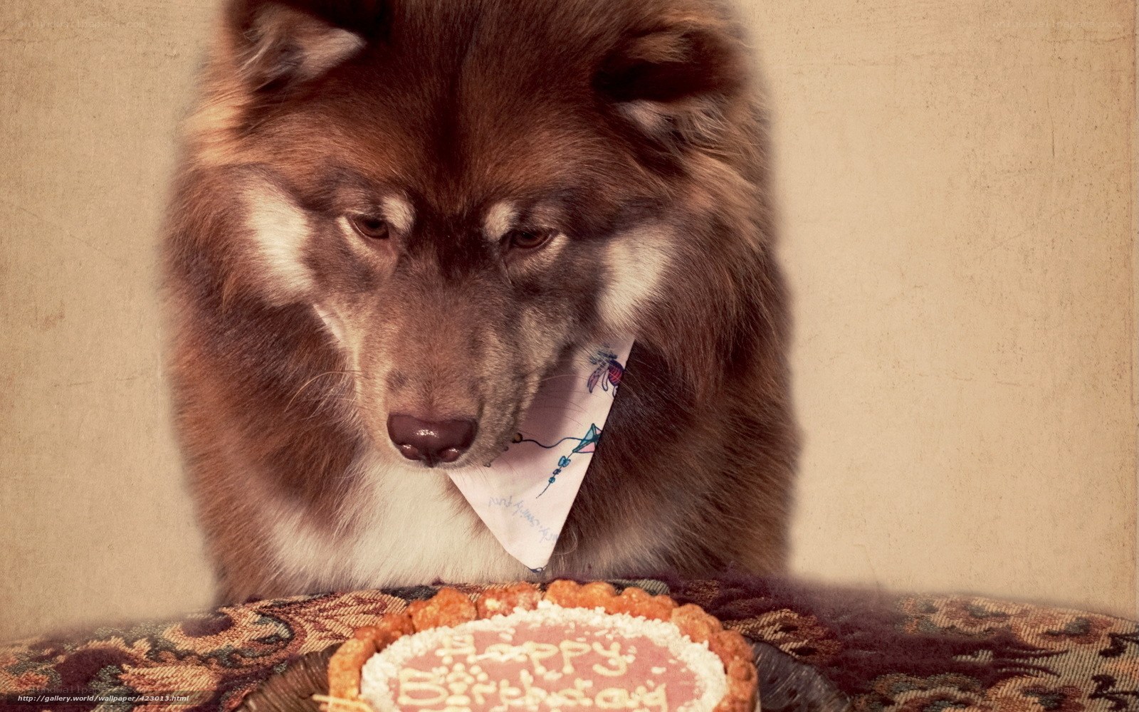 dog with birthday cake
