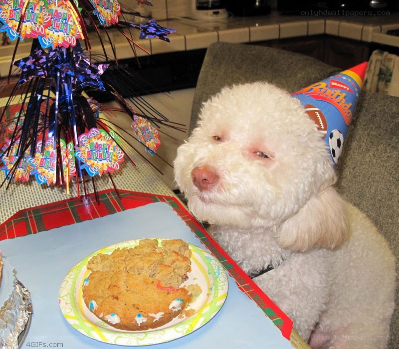 dog with birthday hat