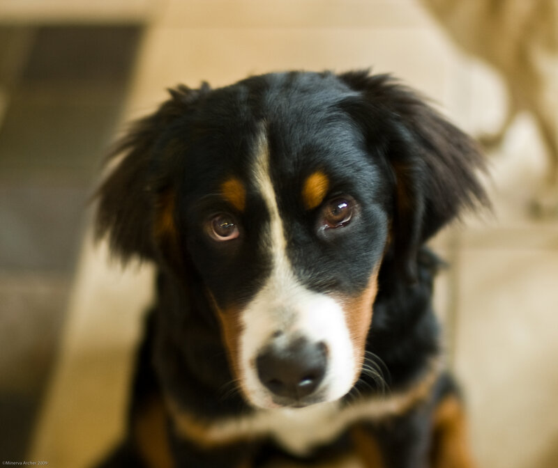 dog with black and white face
