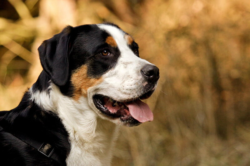 Dog with Black White and Brown Fur