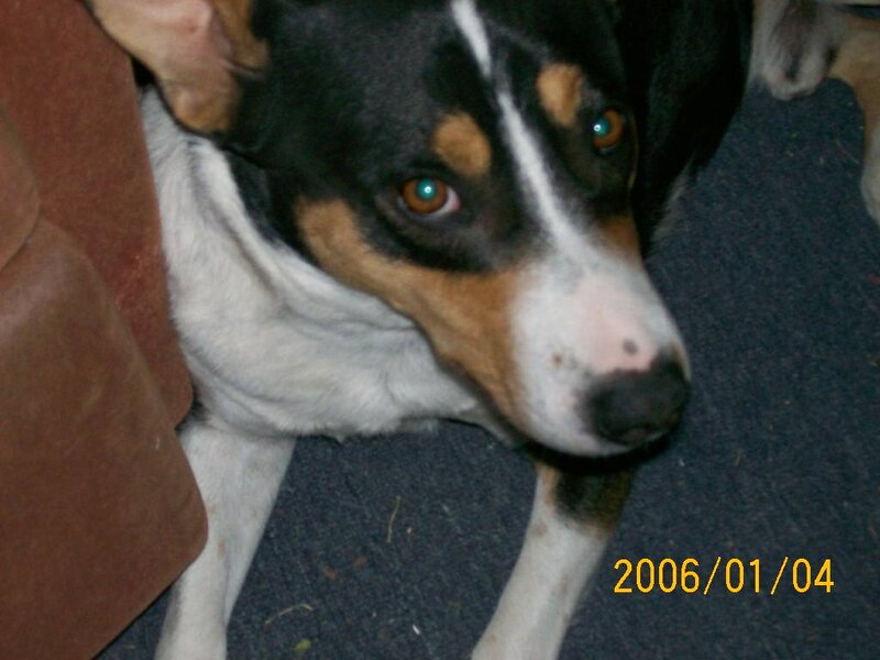 Dog with Black White Brown Fur