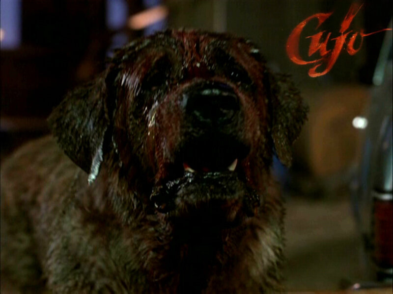dog with blood on face