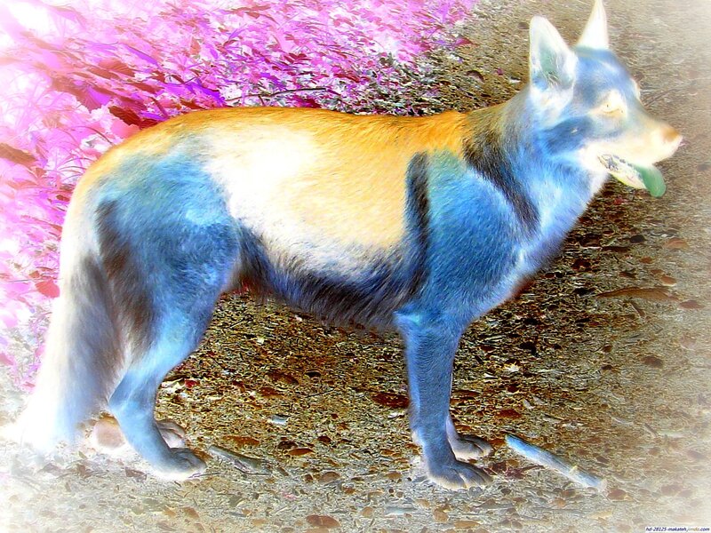 Dog with Blue and Orange Fur