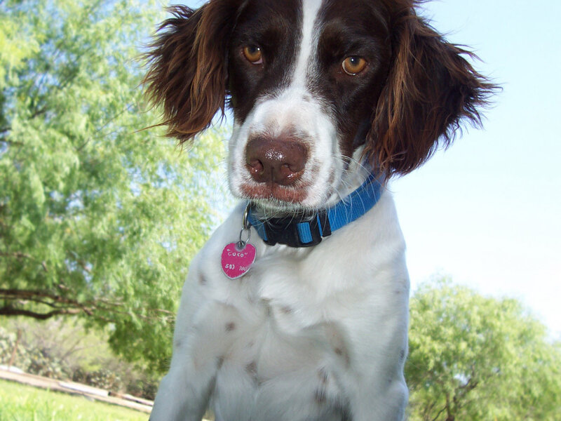 dog with blue collar