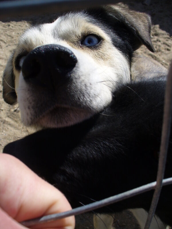dog with blue eye