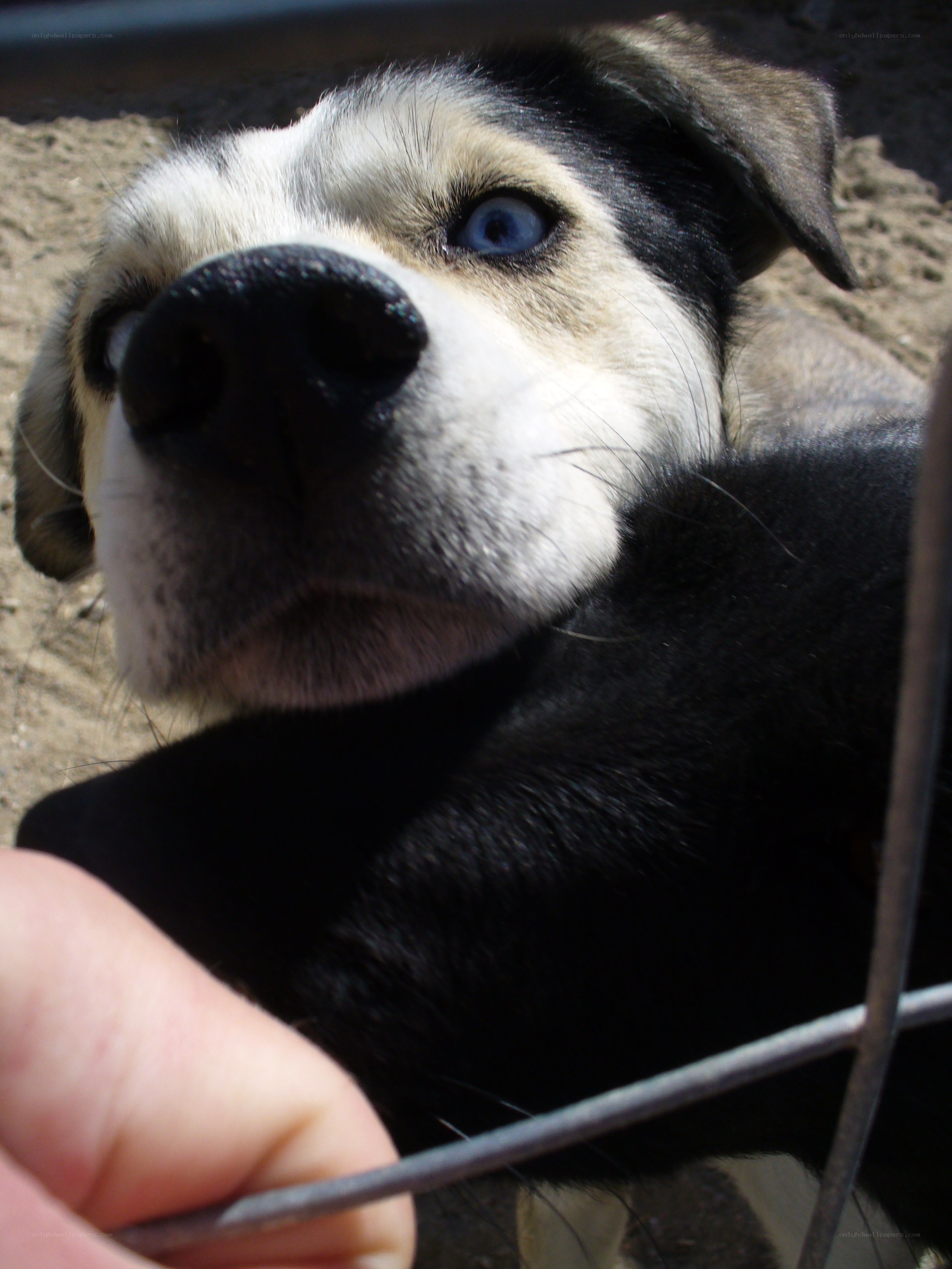 dog with blue eye