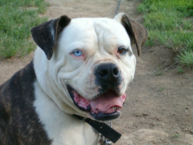 dog with blue eye