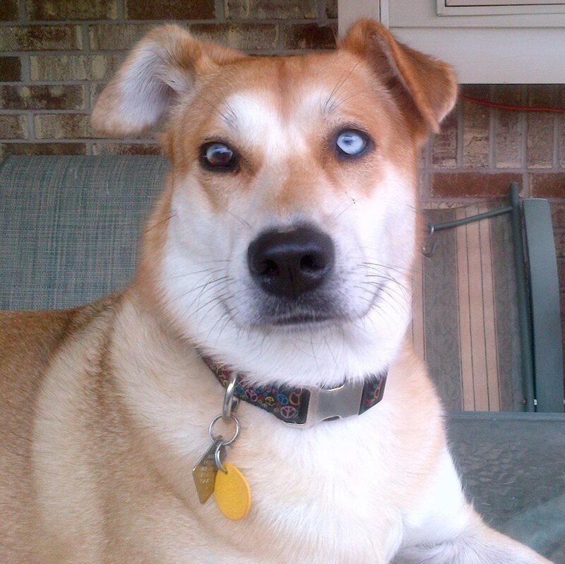 Dog with Blue Eye — Brown