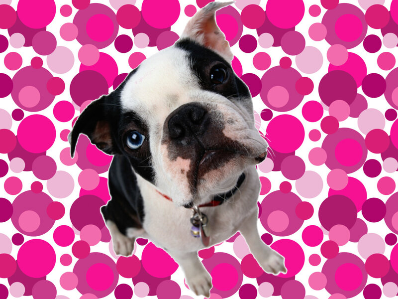 dog with blue eye on pink background