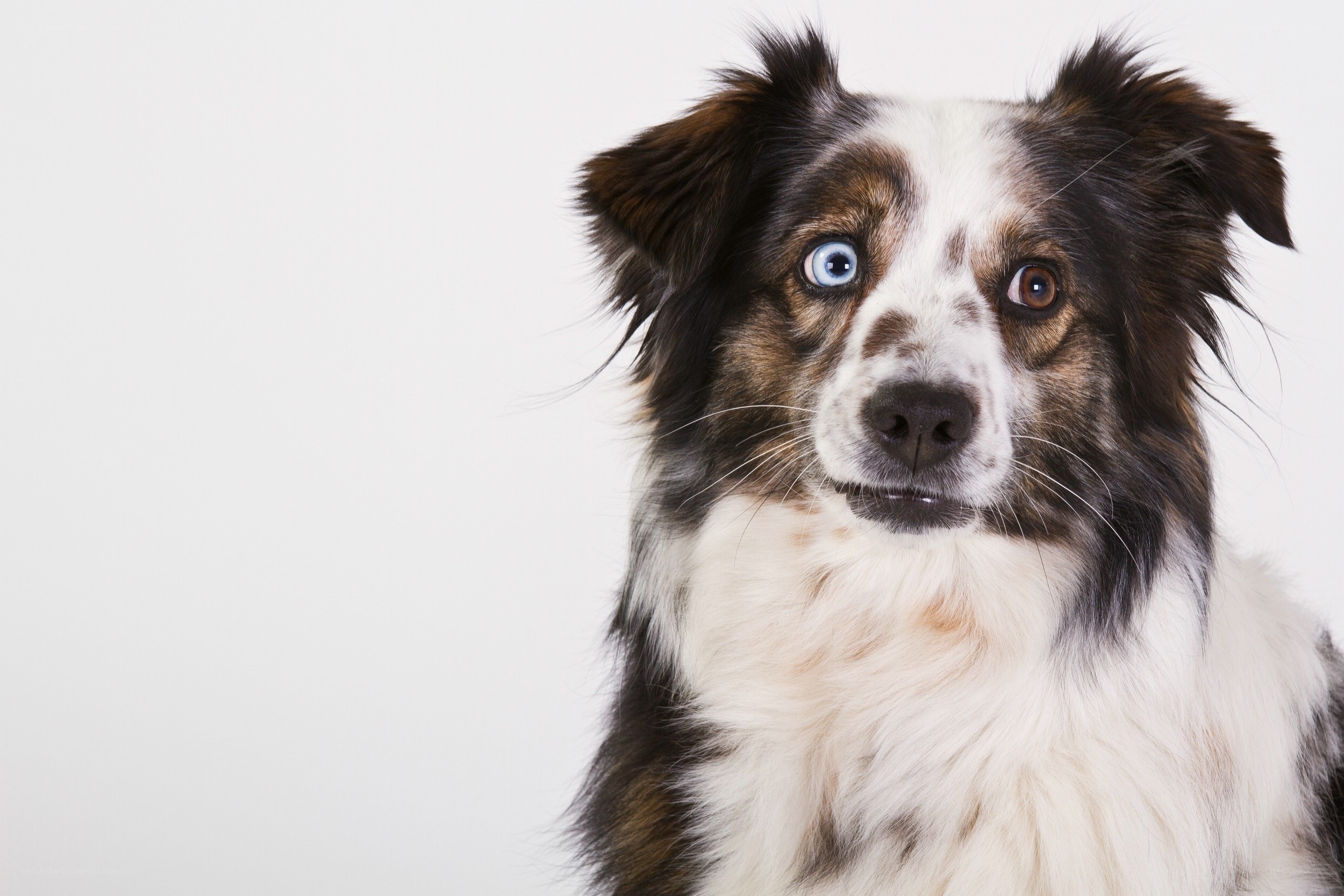 dog with blue eye