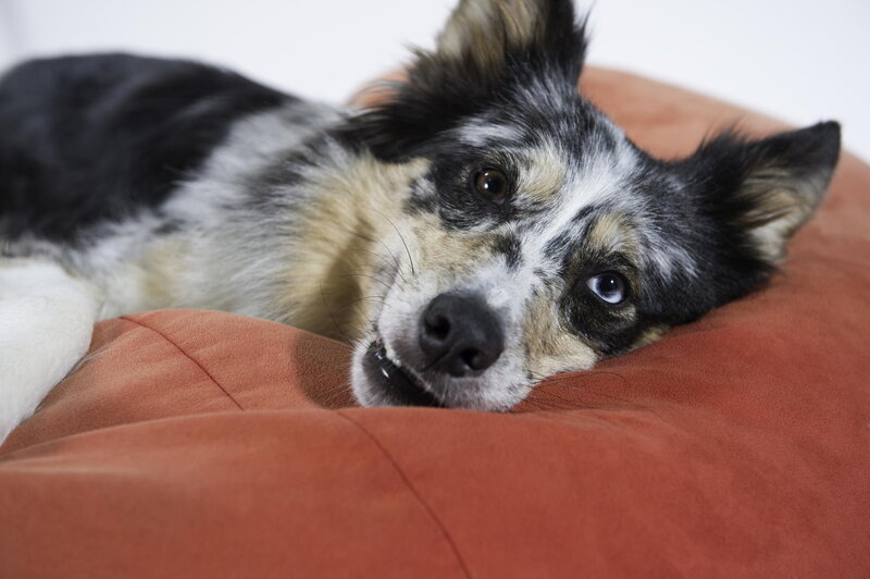 Dog with Blue Eyes — Brown, Calm