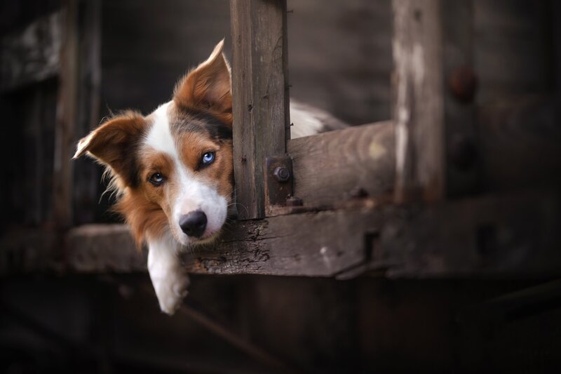 Dog with Blue Eyes — Brown, Dramatic