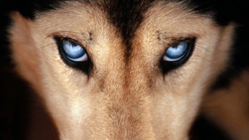 Dog with Blue Eyes — Brown, Intense, Photograph