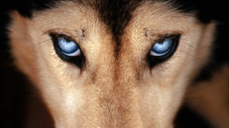 Dog with Blue Eyes — Brown