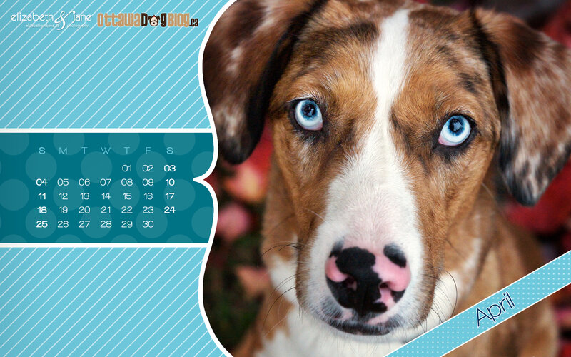 Dog with Blue Eyes — Calm