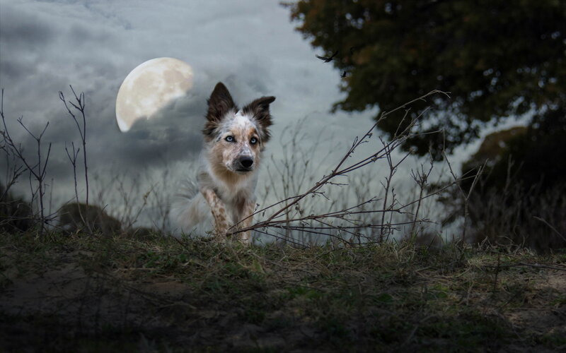Dog with Blue Eyes — Gray