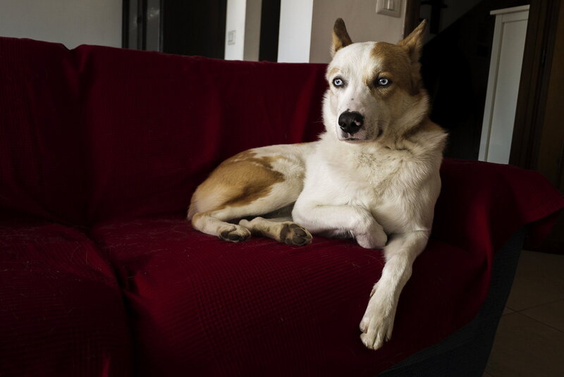 Dog with Blue Eyes — Red