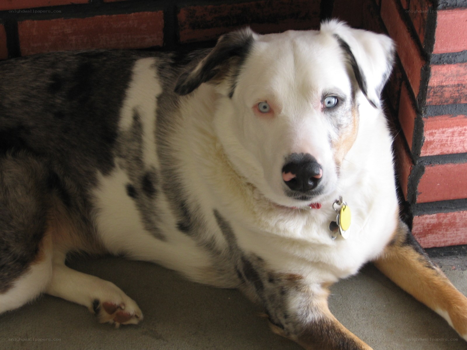 dog with blue eyes resting