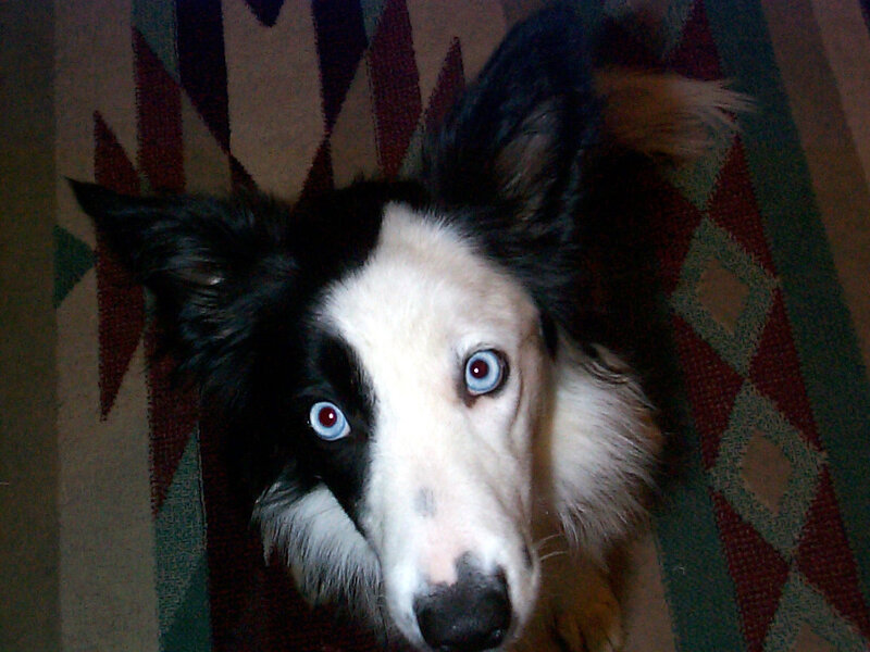 dog with blue eyes