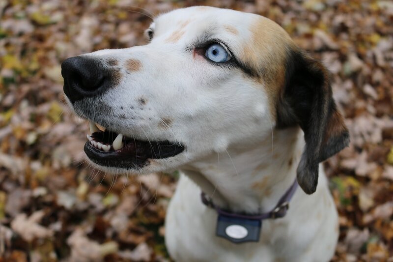 Dog with Blue Eyes — White, Calm