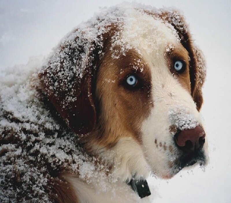 Dog with Blue Eyes — White, Cold