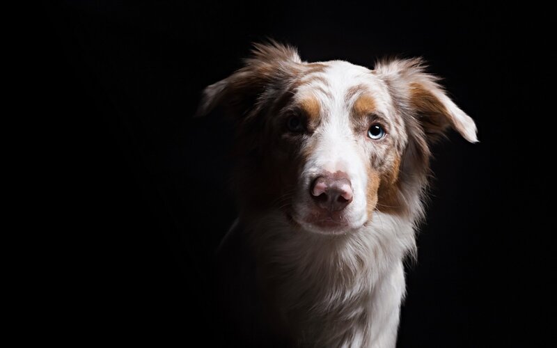 Dog with Blue Eyes — White, Dramatic
