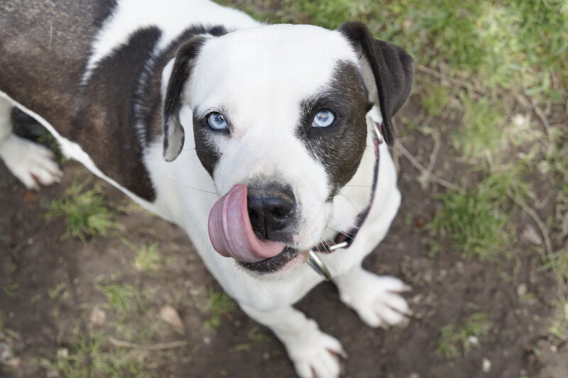 Dog with Blue Eyes — White, Playful