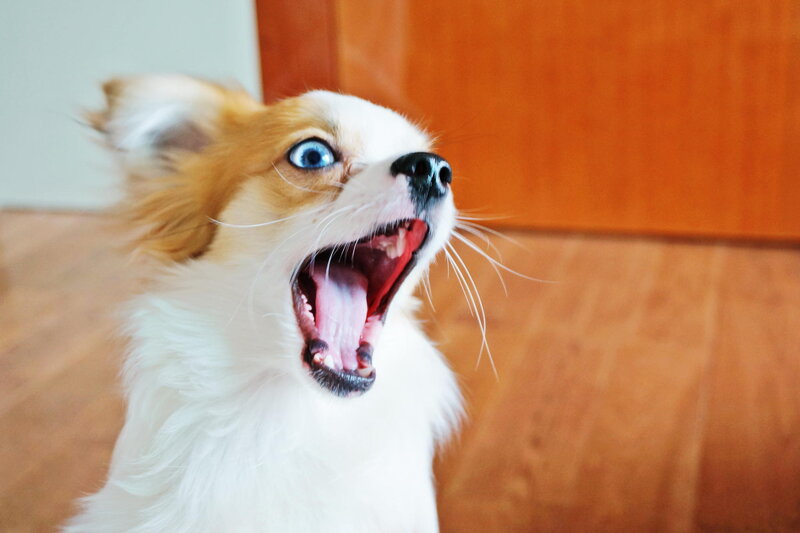 Dog with Blue Eyes — White, Surprised