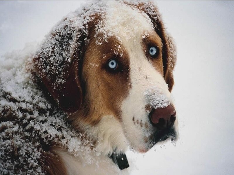 Dog with Blue Eyes — White