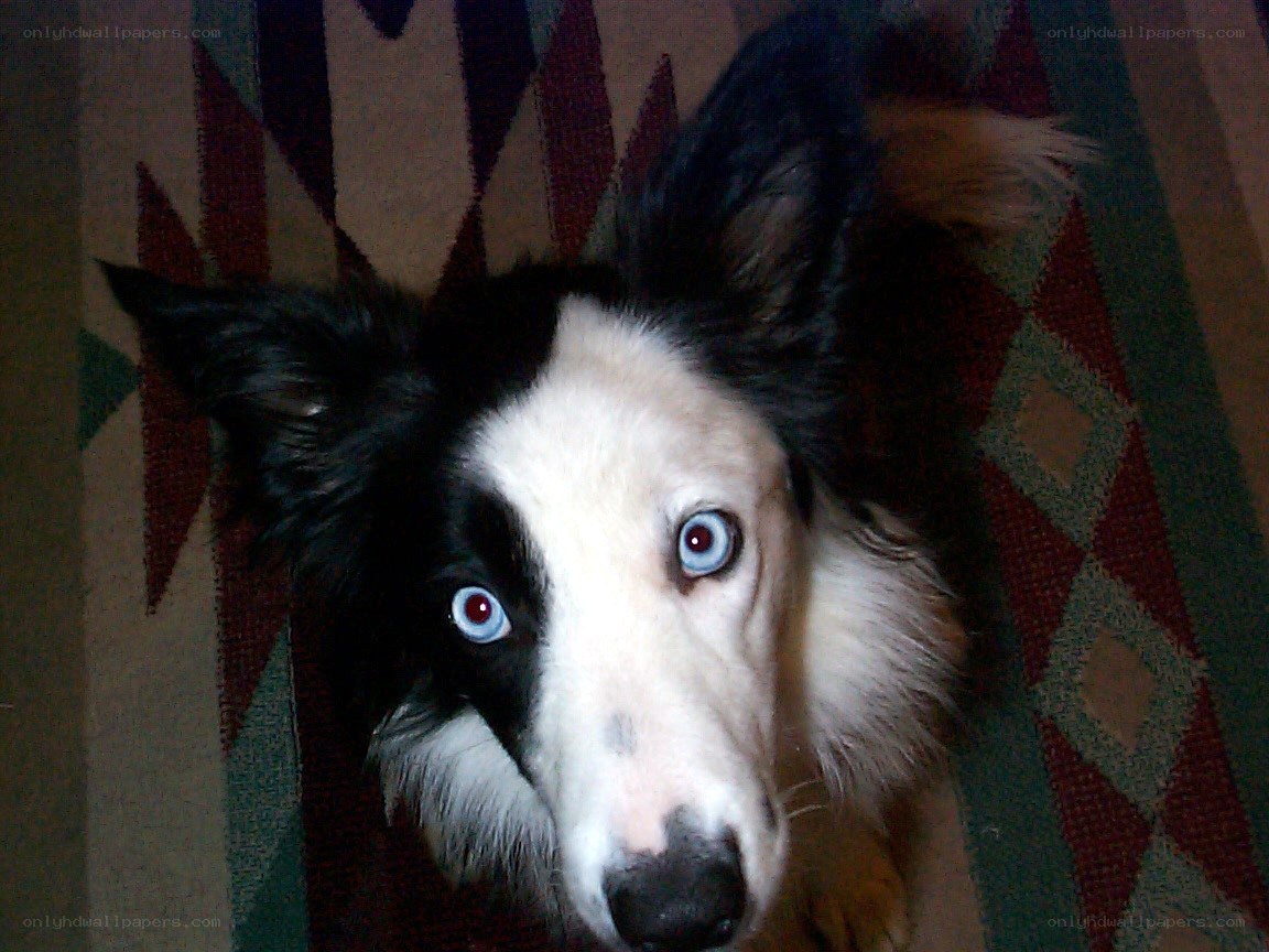 dog with blue eyes