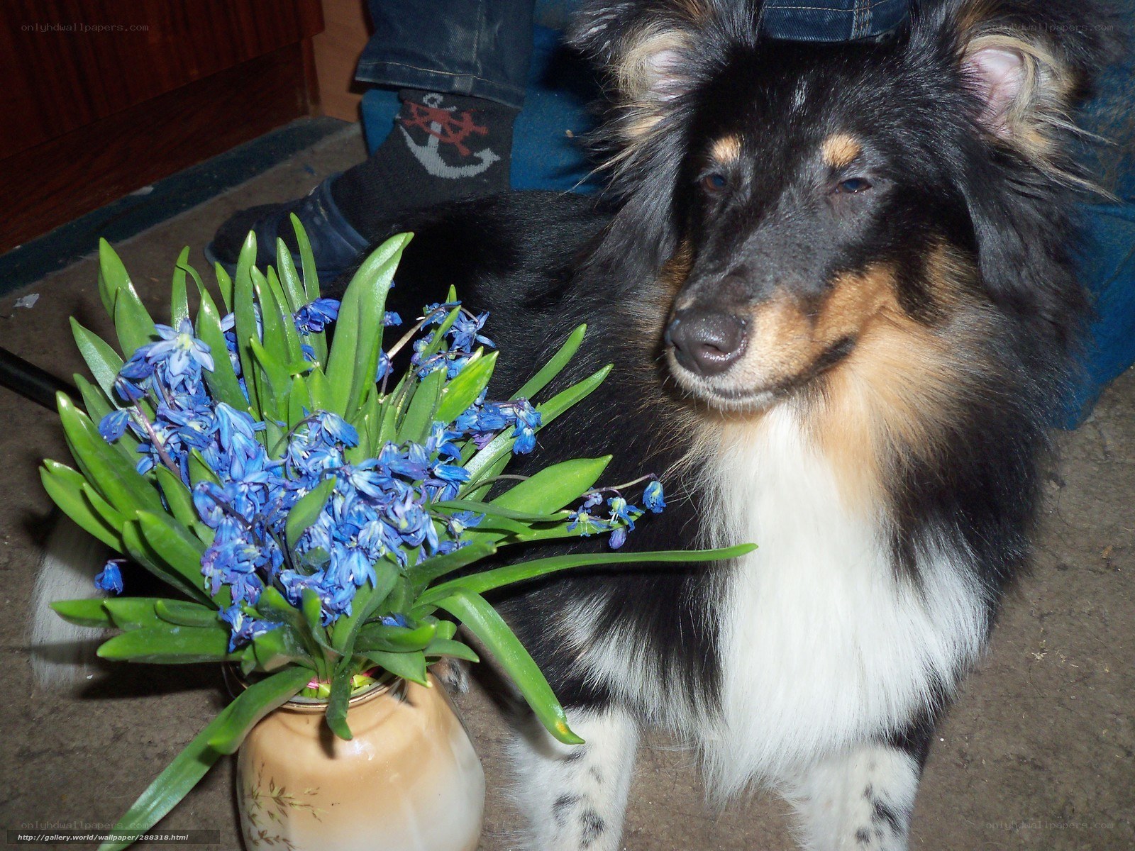 dog with blue flowers