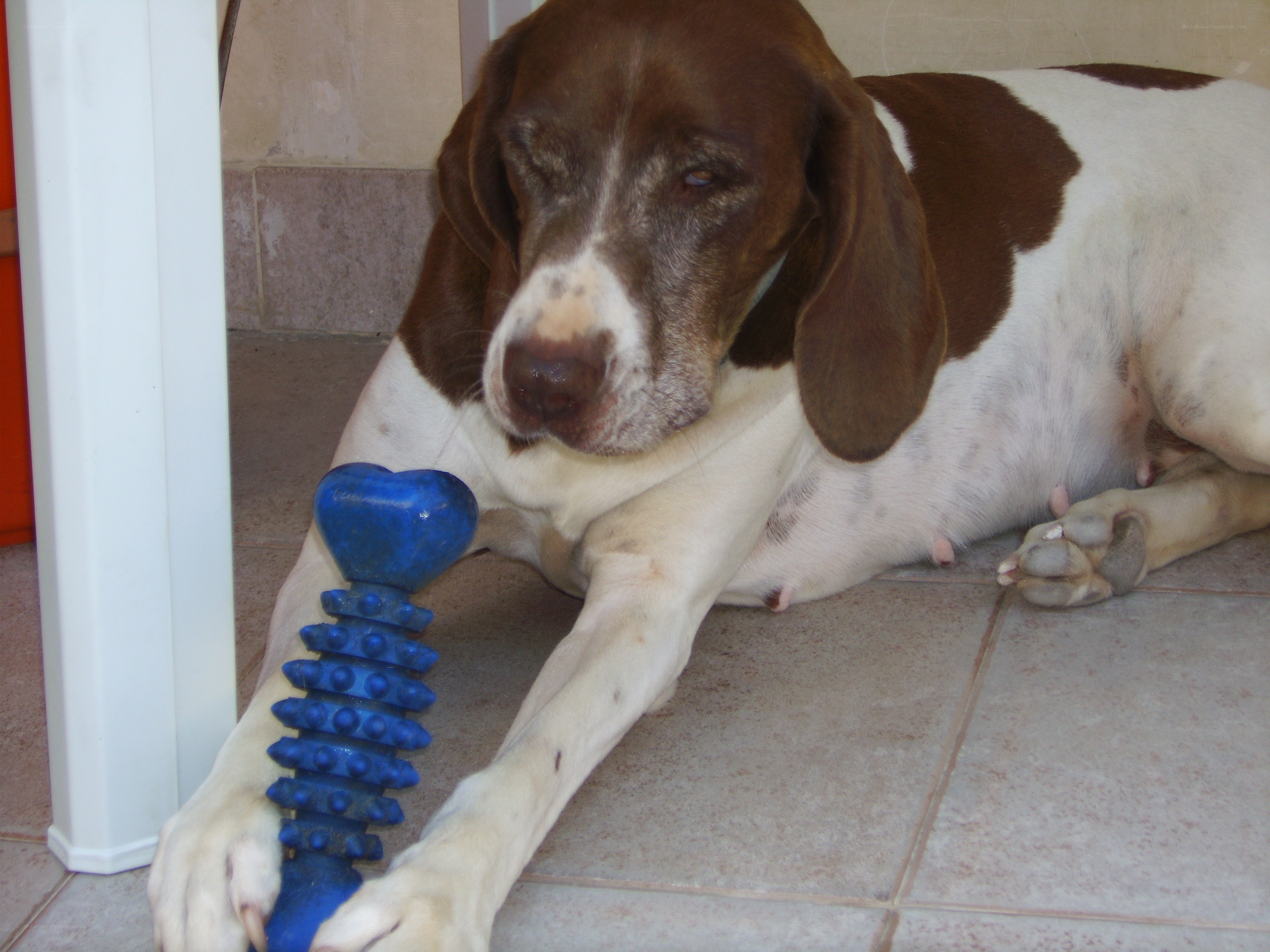 dog with blue toy